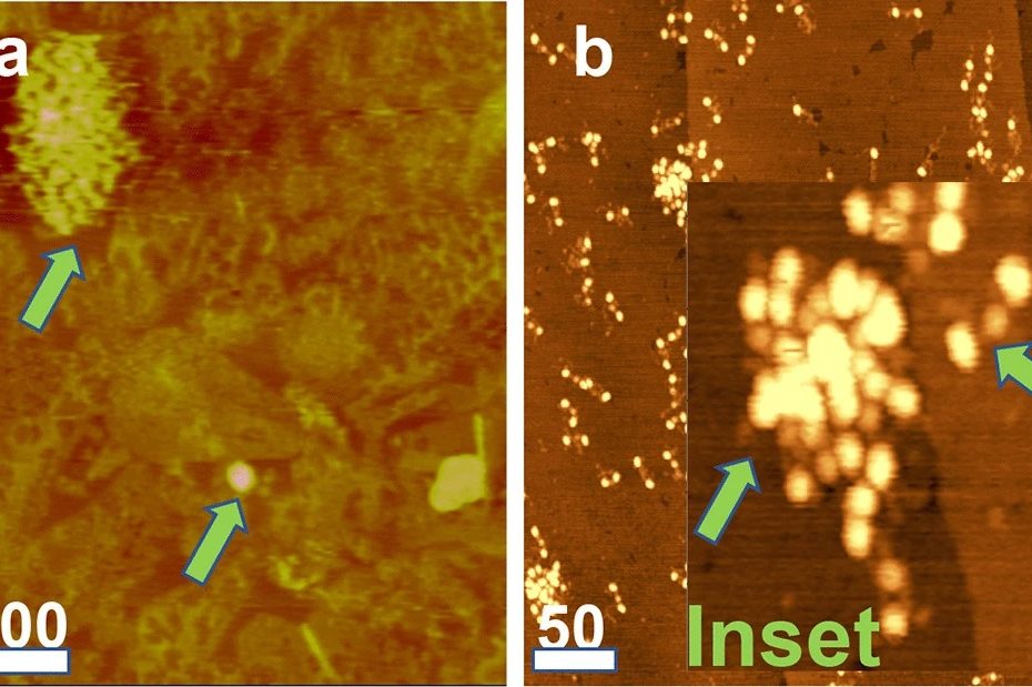 Figure 5 from D. Galanakis et al. “Novel characteristics of soluble fibrin: hypercoagulability and acceleration of blood sedimentation rate mediated by its generation of erythrocyte-linked fibers”: AFM images. Horizontal bars denote 100 nm and 50 nm in panels a and b, respectively. a FR fg adsorbed on a TOMA surface showing a large, upper arrow, and a smaller multimeric cluster, lower arrow, showing the marked variation in the cluster size. The smaller cluster also shows regular surface undulations indicating its multimeric composition. b FR fg adsorbed on modified graphite (MG) surface, showing a field of solitary trinocular monomers and two clusters. Inset: a 4 × magnification from a different area of the same field showing a monomer, right arrow, and a multimeric cluster, left arrow NANOSENSORS SuperSharpSilicon SSS-SEIHR AFM probes were used.