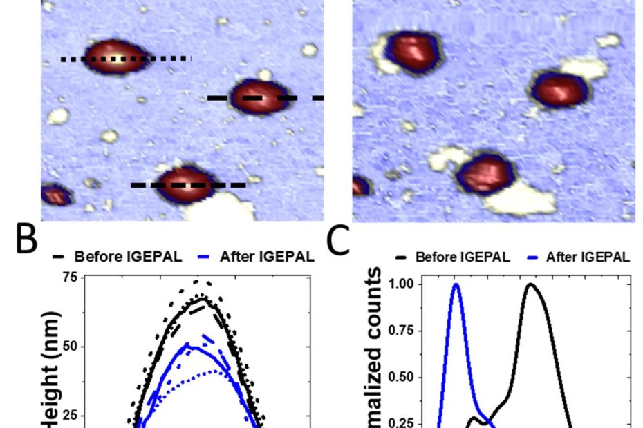 Figure 3 from “Monitoring SARS-CoV-2 Surrogate TGEV Individual Virions Structure Survival under Harsh Physicochemical Environments” by Miguel Cantero et al.: Treatment of TGEV with IGEPAL 0.2% (A). Topographical images before (left) and after (right) IGEPAL treatment (B). Profiles traced over the particles before (black) and after (blue) the treatment. The time interval between images was ~30 s (C). Height distribution of TGEV particles before (black) and after (blue) treatment (n = 103). Counts taken from the distribution curve were normalized for comparison. The peak shifts from the value of the intact particle height to the height of the cores. NANOSENSORS uniqprobe qp-BioAC AFM probes were used for the atomic force microscopy measurements.
