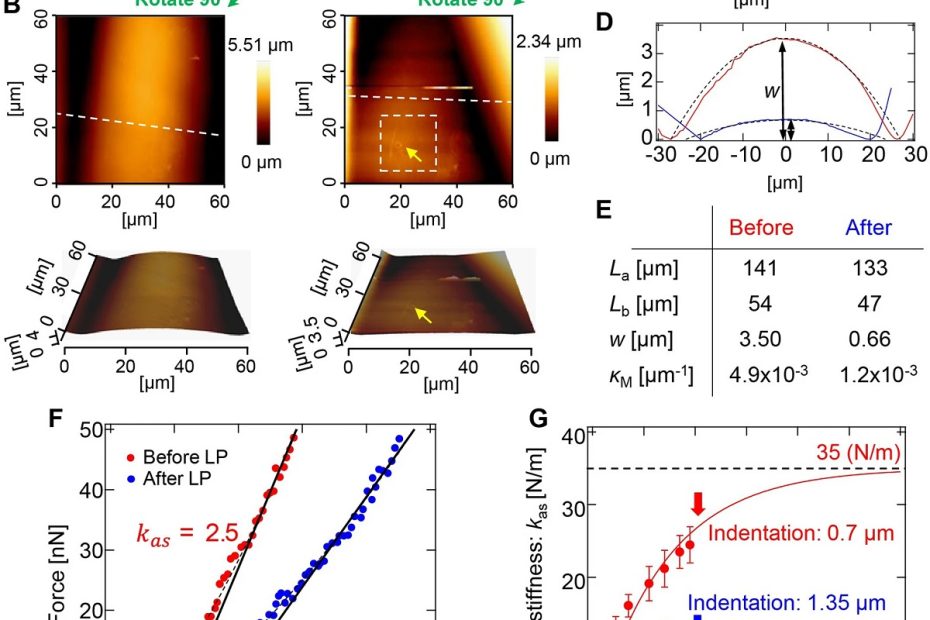 Fig-3-S-Tsugawa-et-al-2022-Elastic-shell-theory-for-plant-cell-wall-stiffness-reveals-contributions-of-cell-wall-elasticity-and-turgor-pressure-in-AFM-measurement NANOSENSORS Sphere-AFM probes SD-Sphere-NCH-S from the NANOSENSORS™ Special Developments List were used for the force-indentation curve measurements with atomic force microscopy
