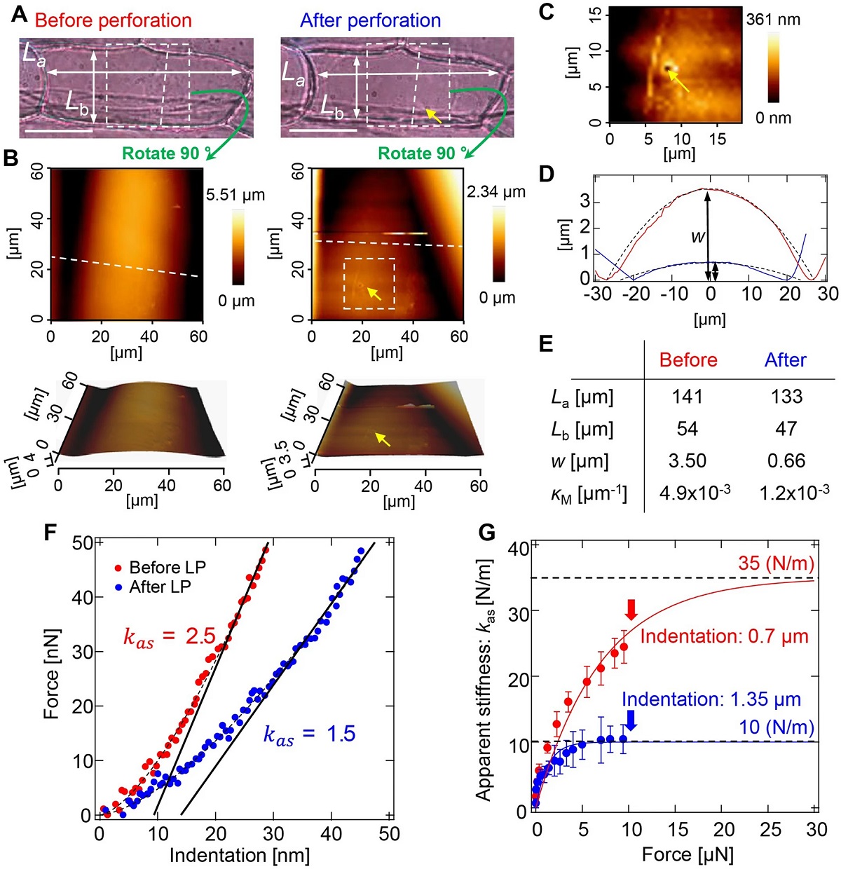 Fig-3-S-Tsugawa-et-al-2022-Elastic-shell-theory-for-plant-cell-wall-stiffness-reveals-contributions-of-cell-wall-elasticity-and-turgor-pressure-in-AFM-measurement NANOSENSORS Sphere-AFM probes SD-Sphere-NCH-S from the NANOSENSORS™ Special Developments List were used for the force-indentation curve measurements with atomic force microscopy