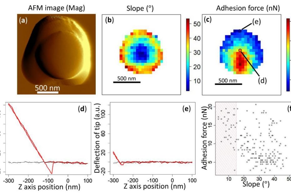 Figure 2 from «Direct Measurement of Adhesion Force of Individual Aerosol Particles by Atomic Force Microscopy» by Kohei Ono et al: Atomic force microscopy (AFM) mag image (a), slope mapping (b), and adhesion force mapping (c) obtained from the same 1 μm PSL particle. Representative force–distance curves are shown for the point at which the tip is properly in contact with the surface with sufficient stroke (loading force), at the proper angle (d) and for the point further towards the edge where the tip is barely touching the surface at a steep angle (e). The black lines in panels (d) and (e) show the baseline in which the tip did not touch the particle or substrate. A plot of the relationship between the slope and the adhesion force is shown in panel (f). The plots in the shaded area are considered to represent the adhesion force of the particle.