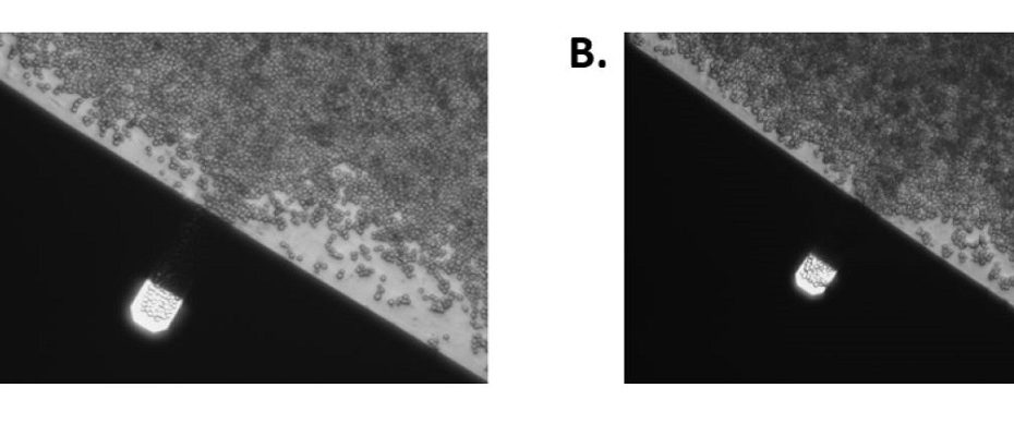 Supplementary Figure S2 from “Yeast Nanometric Scale Oscillations Highlights Fibronectin Induced Changes in C. Albicans” by Anne-Céline Kohler et al.: Density of yeast cells on AFM cantilever at the start of the experiment (A) and at the end of the experiment (B). The size of the AFM cantilever is 40 by 130 μm. NANOSENSORS tipless uniqprobe SD-qp-CONT-TL AFM probes from the NANOSENSORS Special Developments List were used in the in-house developed nanomotion detection device.