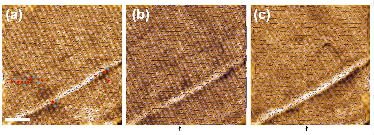 figure 8 from “Observation of a gel of quantum vortices in a superconductor at very low magnetic fields” by José Benito Llorens et al.:
Behavior of the hexagonal vortex lattice as a function of temperature measured with MFM. In (a)–(c), the images are taken at 2.75,3.75, and 4.5 K, respectively at 300 G. The color scale represents the observed frequency shift. Scale bar is 1μm. Blue lines are the Delaunay triangulation of vortex positions. Blue and red points in (a) highlight vortices with seven and five nearest neighbors respectively. The dark arrow at the bottom highlights the position of the vertical line discussed in the text.
