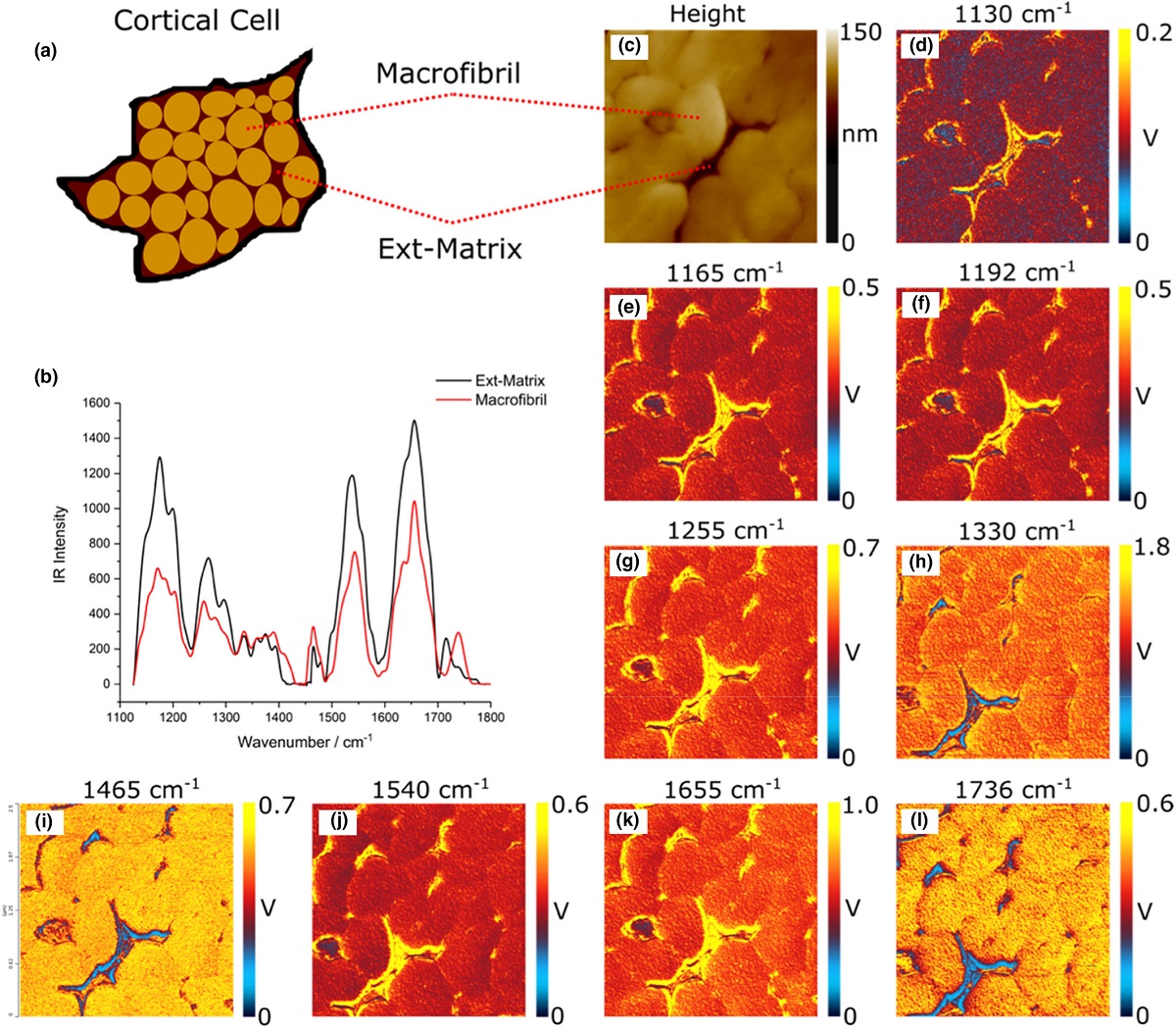 Figure 2 from A. P. Fellows et al “Chemically characterizing the cortical cell nano-structure of human hair using atomic force microscopy integrated with infrared spectroscopy (AFM-IR)”:AFM-IR data obtained from a human hair cross-section (approx. 300 nm thick) showing (a) a schematic structural representation of the cortical cell (b) average spectra corresponding to each observed region (macrofibril and Ext-matrix) (c) AFM height map and (d)-(l) IR-intensity maps recorded in contact mode across a 2.5 × 2.5 μm region of the surface at a number of different infrared frequencies corresponding to contributions observed in the spectra (each shown above the corresponding image) for a representative fibre section. NANOSENSORS AdvancedTEC ATEC-CONTAu tip view AFM probes were used. 