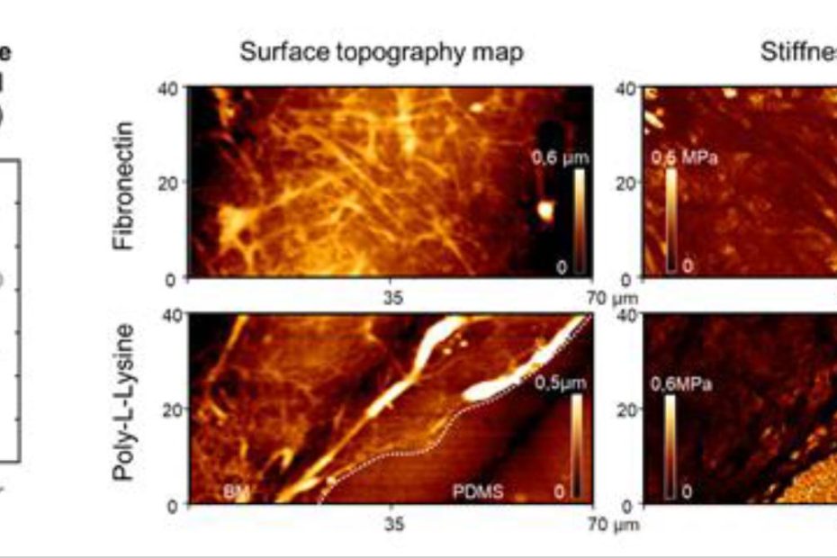 Supplementary Figure 10 from Claire Leclech et al. (2023) “Distinct Contact Guidance Mechanisms in Single Endothelial Cells and in Monolayers”: Characterization of the secreted basement membrane. (C) Surface topography and stiffness (Young’s modulus) obtained by atomic force microscopy of the secreted ECM or bare PDMS after 72 h of culture on flat surfaces coated with fibronectin (FN) or poly-L-lysine (PLL). Dots represent individual measures on n=2 independent experiments. Error bars represent standard deviations. Please follow the link to the full article to find the full supplementary figure 10 and its description. Atomic Force Microscopy measurements were performed using an AFM probe with circular symmetric rounded AFM tip with typical radius of curvature around 30 nm (0.03–0.09 N m−1) (uniqprobe qp-BIOAC-CI, from NANOSENSORS).
