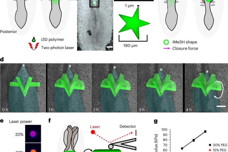 Fig. 1 from : Eirini Maniou et al. 2024 “Quantifying mechanical forces during vertebrate morphogenesis”: The i3D bioprinting with accurately determined position, geometry and stiffness. a, Schematic of a chicken embryo illustrating the experimental workflow: 2–3 µl i3D polymer is pipetted directly onto the rhombocervical neuropore (RNP) and photo-crosslinked with a two-photon laser. The iMeSH structures are shown in green throughout. b, Stereoscope image of an embryo with a star shape photo- crosslinked on the flat neural plate. Scale bars, 200 µm. The star dimensions are indicated in the inset. c, Schematic showing iMeSH compression by apposition of the neural folds. d, Time-lapse images showing the sequential displacement of a rigid iMeSH shape, shown as a 3D confocal reconstruction superimposed on the embryo imaged with transmitted light. Cyan shading, open neural tube; *, zippering point; arrow indicates rotation of the printed shape; scale bar, 50 µm. The times are shown. e, Fire lookup table showing the autofluorescence of iMeSH photo-crosslinked with the indicated laser powers on the same embryo. Scale bar, 25 µm. f, Schematic illustration of AFM stiffness testing of an iMeSH shape; 3D reconstructions of the shape are shown superimposed on a dorsal and transverse schematic of the embryo. Scale bar, 100 µm. g, AFM quantification of iMeSH crosslinked on an embryo at the indicated laser powers. The values were calculated from AFM indentations performed at a rate of 0.5 μm s–1 and depths of 1 μm (30% 7-hydroxycoumarin-3-carboxylic acid (HCC) polyethylene glycol (PEG)) or 2 μm (15% PEG). The force–displacement curves were acquired using NANOSENSORS™ PointProbe® Plus PPP-CONTSCR silicon AFM probes with a typical spring constant of 0.2 N/m.