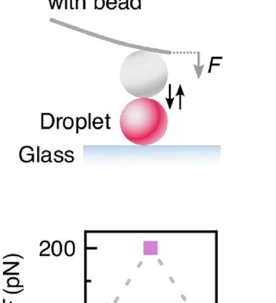 Fig. 2 a from Eleni Dalaka et al. 2024 “Deformable microlaser force sensing”: DEFORM reliably measures sub-nanonewton forces. a Schematic illustration of the deformation of single microlaser droplets by an atomic force microscope (top) and visualization of a typical push-and-release experiment (bottom). For indentation, a 17 µm glass sphere was glued to the AFM tip of a soft AFM cantilever with nominal stiffness of k = 0.01 N/m (NANOSENSORS™ uniqprobe qp-SCONT). *