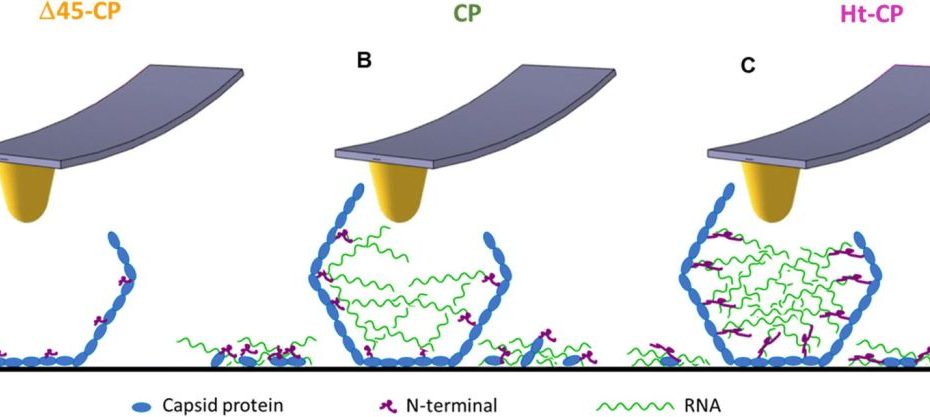 Fig. 6 from María J. Rodríguez-Espinosa et al. 2023: Model depicting the RNA cargo retention for each VLP variant. The Δ45-CP VLP structure (A) does not show externalized cargo. The CP VLP structure (B) shows shorter N-terminals compared to the Ht-CP structure (C), which implies less RNA cargo retention compared to the Ht-CP structure. The cartoons in blue, green and pink colors represent coat protein, RNA and N-terminal, respectively. For mechanical fatigue experiments, rectangular AFM cantilevers (NANOSENSORS™, uniqprobe qp-BioAC AFM probes with three different AFM cantilevers per chip) with nominal spring constants of 0.05 and 0.1 N m−1 were used. The AFM cantilevers were calibrated using Sader's method.