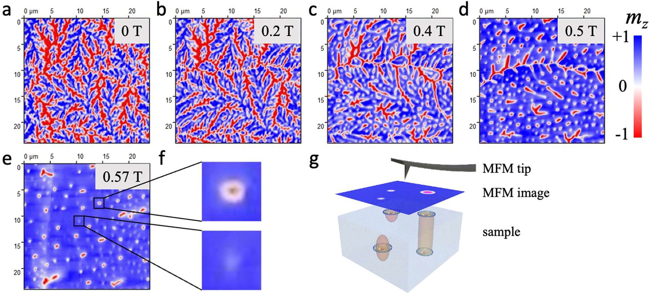 Thickness-Tunable Zoology of Magnetic Spin Txtures Observed in Fe5GeTe2 - news