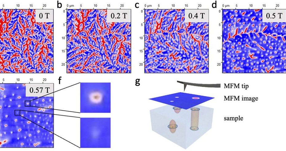 Figure 4. from Ajesh K. Gopi et al. 2024: (a–e) MFM images of a bulk crystal with thickness ∼170 μm recorded at 100 K in the presence of an external field. Numbers in the upper right corner of each image show the corresponding field strength. (f) Magnified images of two selected regions (2 μm × 2 μm) in (e) showing two distinct magnetic contrasts. (g) Schematic representation showing the sample hosting different magnetic textures that result in different magnetic contrasts in MFM measurements. NANOSENSORSTM SSS-MFMR, a magnetic AFM probe with an AFM tip radius of curvature < 15 nm was used for all measurements.